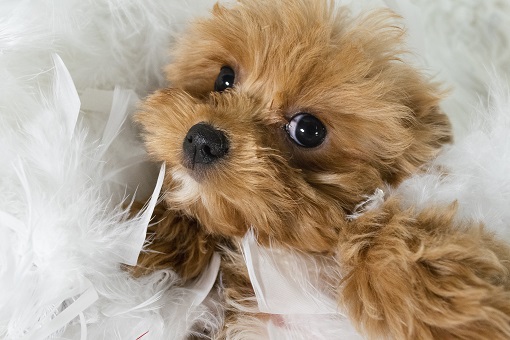 Adopt a Puppy