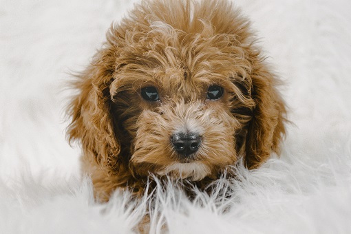 Pet for Adoption