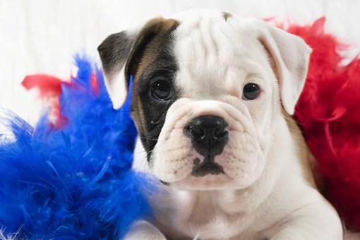 Pug Puppy for Adoption